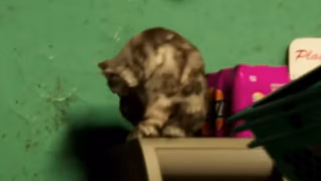 Chat