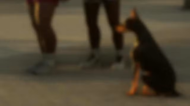 Doberman
