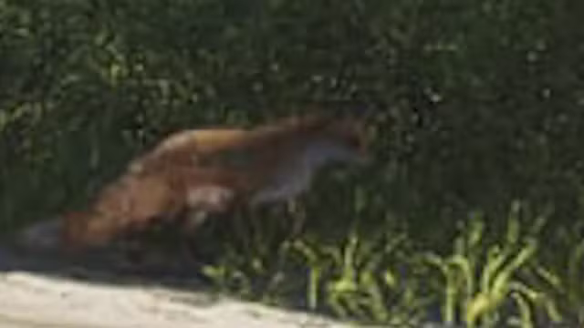 Renard